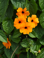 Thunbergia alata Sunny Susy Red Orange